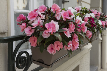 Impatiens dans une jardinière en bord de fenêtre