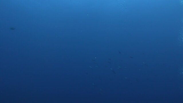 Little tunny shoal swimming very fast