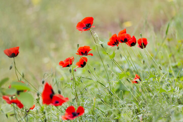 Red poppies field, remembrance day symbol, closeup