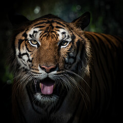 The tiger looked at us with a fierce expression.