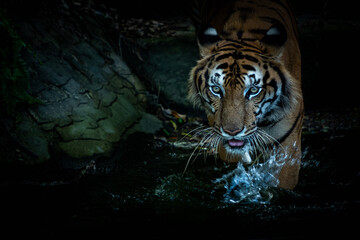 The tiger went down to hunt in the pond.
