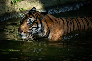 The tiger went down to hunt in the pond.
