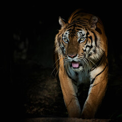 Tigers foraging in the forest at night It is the habit of mammals.