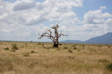 savana 5