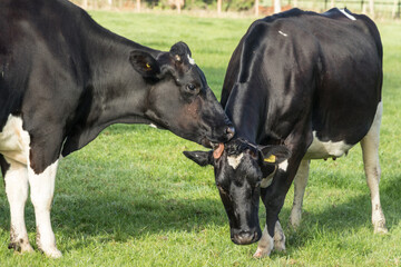 Obraz na płótnie Canvas Two black cows nuzzling together