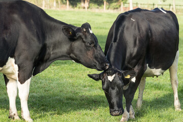 Obraz na płótnie Canvas Two black cows nuzzling together