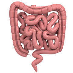 3d rendering illustration of human intestine - obrazy, fototapety, plakaty