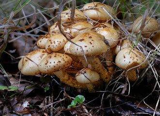 Goldfellschüppling (PHOLIOTA AURIVELLA)