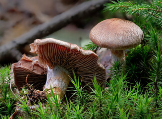 Grüner Raukopf (CORTINARIUS VENETUS)