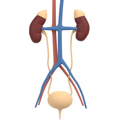 3d rendering illustration of human kidney and urinary system
