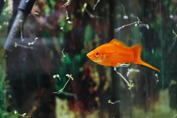 Closeup view of a small orange molly fish swimming in the aquarium