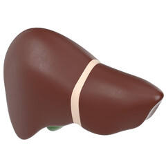 3d rendering illustration of human liver and gallbladder