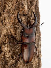 ノコギリクワガタ(ホワイトアイ)