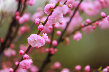 Blossoming sakura tree flower with selective focus on blurred background. Defocused backdrop copy space