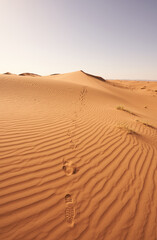 Fototapeta na wymiar Footprints in the desert (Sahara)