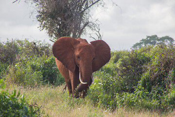 Fototapeta na wymiar elefantino 