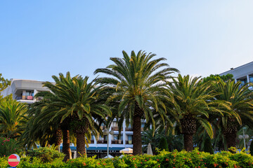 Fototapeta na wymiar Exotic vegetation on the Mediterranean coast. Turkish palms. The green province of Antalya in Turkey. Background