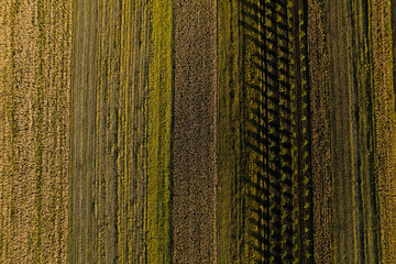 Aerial top view of green and yellow fields planted in a rows in the rays of sunset. Drone shot of agriculture field. 