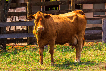 Vaca IMG_0121