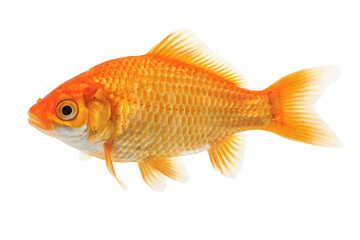Common Goldfish