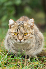 Gray striped cat walks on a leash on green grass outdoors..