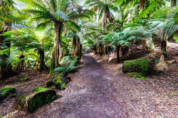 St Columba Falls in Tasmania Australia