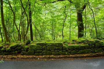 Mossy wall of boulder stones forming the boundary between a country road and a small wood, Prossen, Bad Schandau, Saxon Switzerland, Saxony, Germany, Europe.