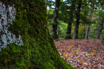 Autumn forest road leaves fall in ground landscape on autumnal background in November, Atmospheric autumn forest in fog. Yellow and orange leaves on trees in morning forest, African autumn in Algeria.