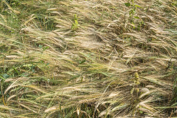 Background. Close-up top view of a field with mature rye and weeds. It's time to harvest.