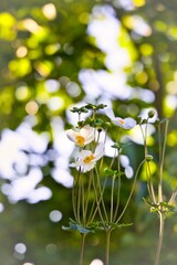 Obraz na płótnie Canvas 木漏れ日の中、綺麗に咲く白いアネモネの花