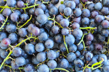 Black grapes close up, fresh organic fruits 