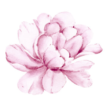 Pink flower peony watercolor, floral clipart. Perfectly for printing design on invitation, card, wall art and other. Isolated on white background. Hand painting.