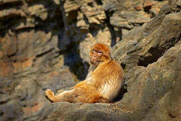 Barbary macaque, Macaca sylvanus, sitting on the rock, Gibraltar, Spain. Wildlife scene from nature. Cold winter with monkey. Animal sitting on the tree trunk. Rock monkey, sunny day.