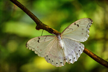 White butterfly on green leaves in tropic jungle. Morpho polyphemus, the white morpho, white...