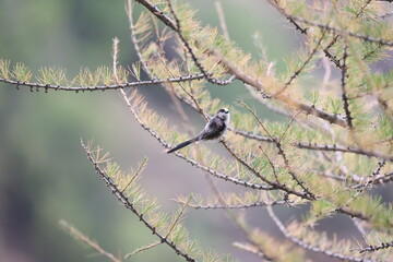 long-tailed tit sitting on a branch searching for food