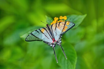 Tropic wildlife. Eurytides epidaus, Mexican Kite-Swallowtail, beautiful butterfly with transparent white wings. Butterfly sitting on yellow flower in green forest. Insect from Mexico. Wildlife nature.