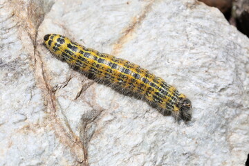 buff-tip catapilar with beautiful colors white and yellow and black