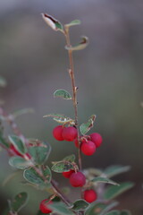 common cotoneaster shrub with red ripe fruits