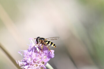 flower fly or hover fly sitting on a flower