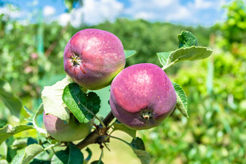 Photography on theme beautiful fruit branch apple tree