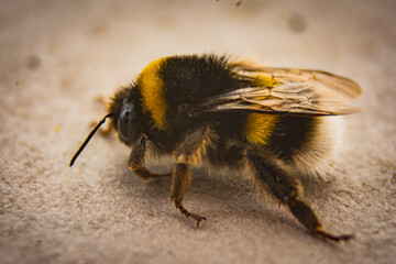 Bee close up