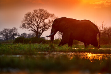 Fototapeta na wymiar Africa sunset. Elephant feeding tree branch. Elephant at Mana Pools NP, Zimbabwe in Africa. Big animal in the old forest. evening light, sun set. Magic wildlife scene in nature.