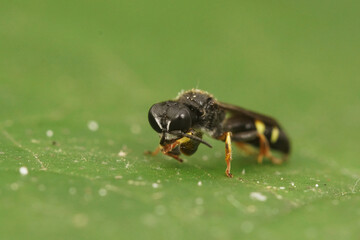 Closeup on a small shield digger wasp, Crabro scutellatus, sitting on a green leaf