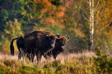 Wildlife in Europe. Bison herd in the autumn forest, sunny scene with big brown animal in the nature habitat, yellow leaves on the trees, Bialowieza NP, Poland. Wildlife scene from nature.