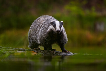 Badger in wood, animal in nature habitat, Germany, Europe. Wild Badger drink water in the river,...