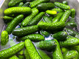 Small cucumbers in a container with water, or washing cucumbers for pickling.