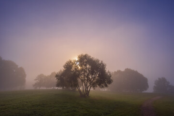 Fototapeta na wymiar Mystic fog in the park, autumn landscape with fog and light rays