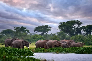 Foto op Aluminium Uganda wildlife, Africa. Elephant in rain, Victoria Nile delta. Elephant in Murchison Falls NP, Uganda. Big Mammal in the green grass, forest vegetation. Elephant watewr walk in the nature habitat. © ondrejprosicky