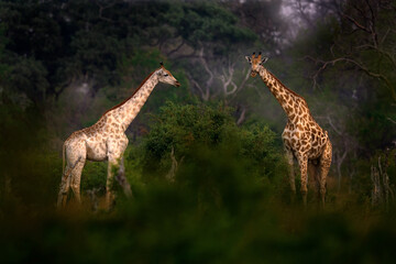 Giraffe in forest with big trees, evening light, sunset. Idyllic giraffe silhouette with evening...