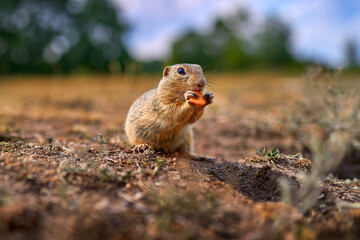 Ground Squirrel, Spermophilus citellus, sitting in the green grass during summer, wide angle habitat, Czech Republic. Wildlife scene from nature. Nesting hole.